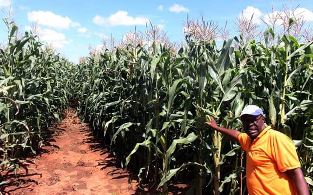Antelope Estate manager Mr Chinyai is dwarfed on part of the section under command agriculture as shows a sample of the mature maize cobs in Maphisa on Wednesday. Image courtesy - Herald.co.zw